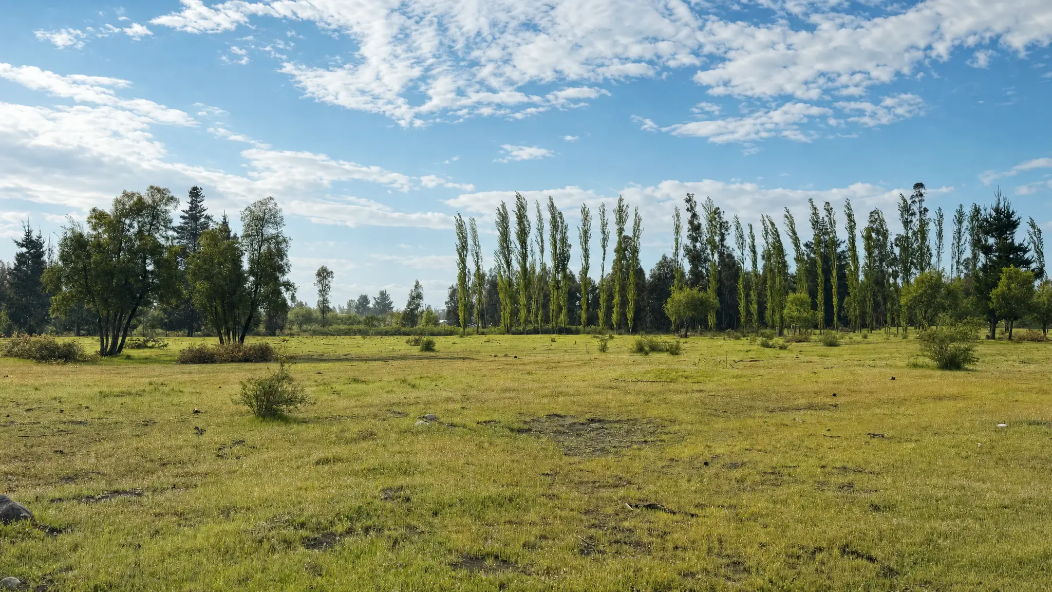 Hilera de álamos en Hacienda Los Álamos