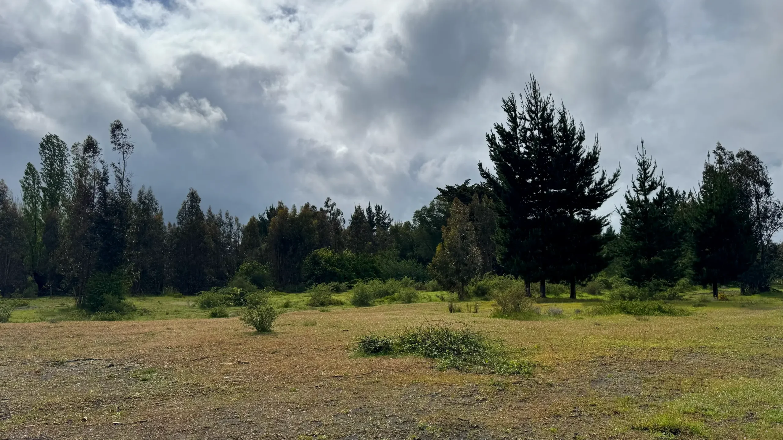 Parcela con pinos y bosque de fondo en Hacienda Los Álamos