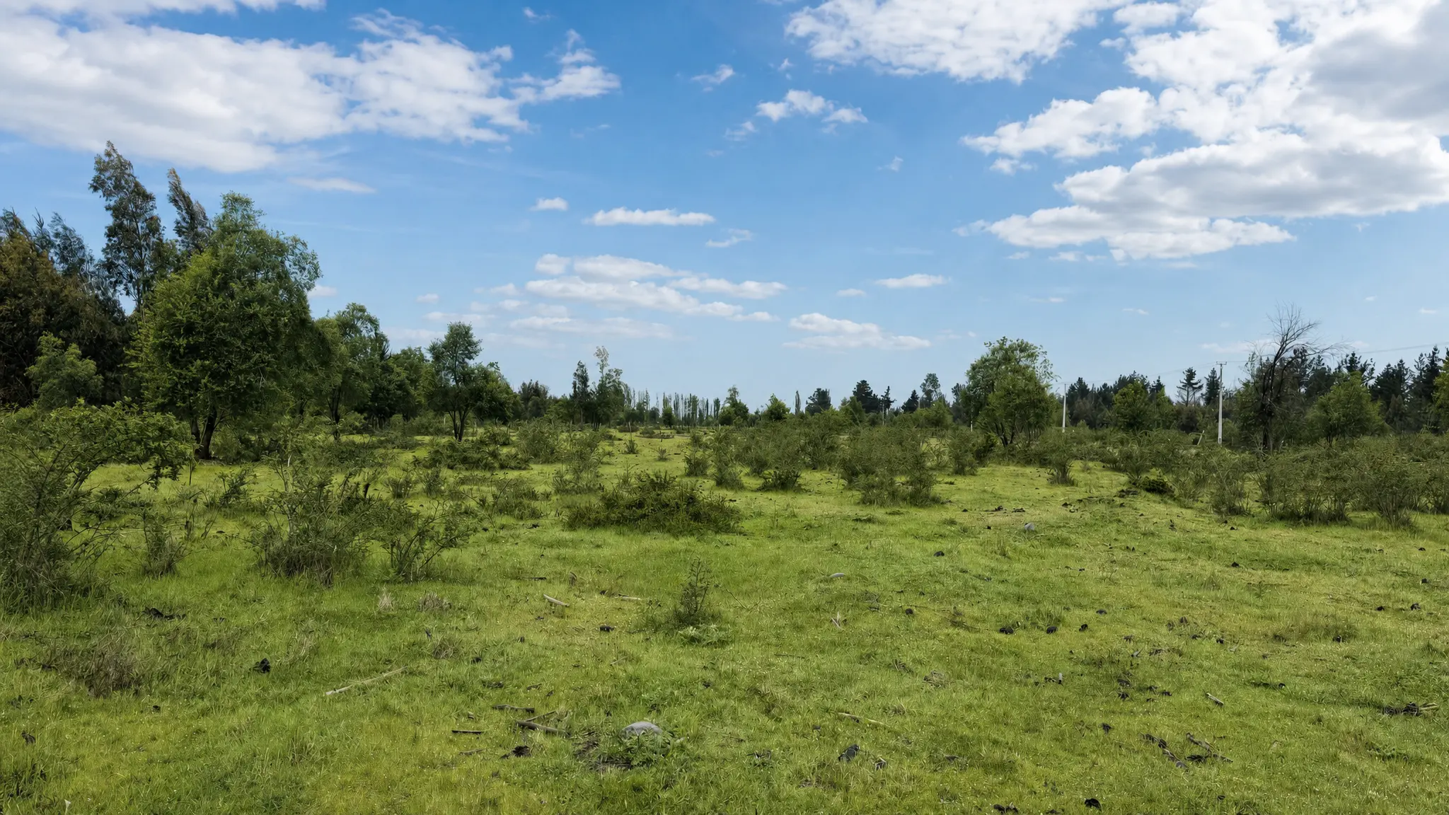 Pradera con árboles en Hacienda Los Álamos