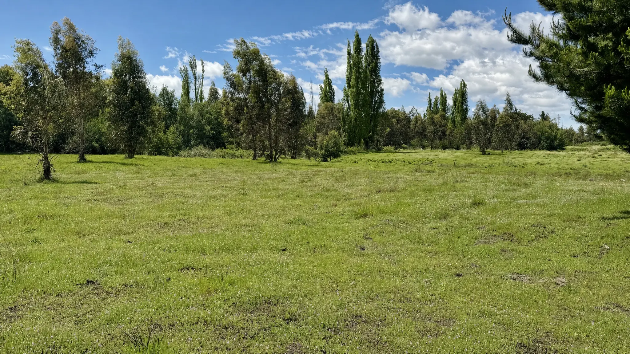 Pradera plana con álamos en Hacienda Los Álamos