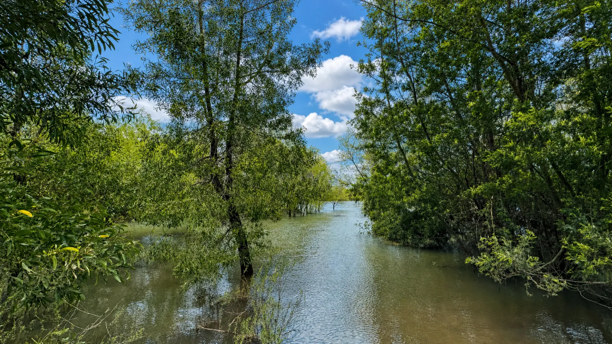 Orilla arbolada del río Biobío en Hacienda Los Álamos